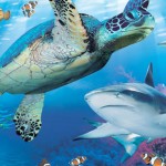 Seallife turtle and shark